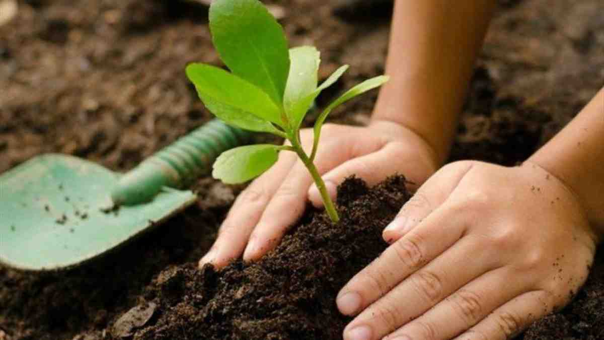 Plantar árboles es la solución ante el cambio climático? – Enterados