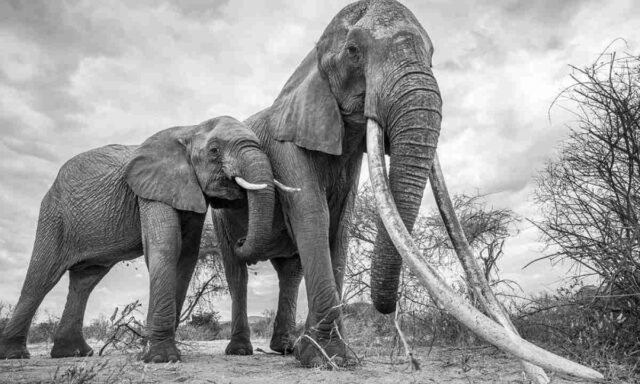 4 consejos para cuidar a los elefantes