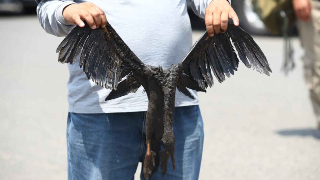 Ayudar a las aves afectadas por el derrame de petróleo