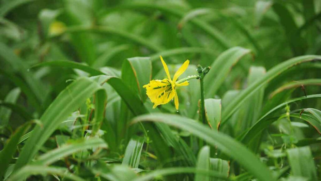 Flor de Amancay