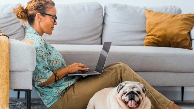 Seis consejos para crear una sala informática amigable para tu mascota