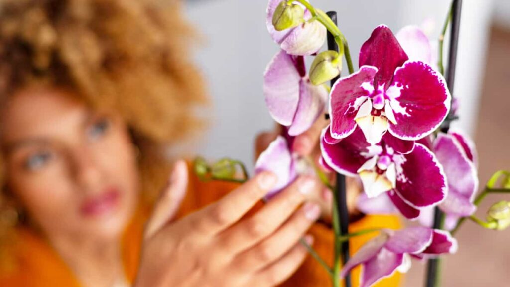 Participa de la Exposición Internacional de Orquídeas