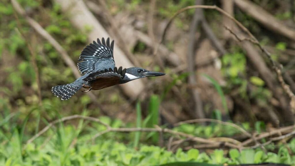 Perú es el país con mayor diversidad de aves a nivel global