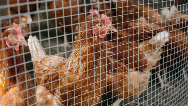 Muchos de los huevos que consumimos en nuestra vida diaria provienen del maltrato animal