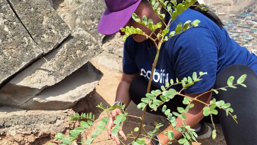 Fundación Cabify lidera proyecto de reforestación en Villa María del Triunfo