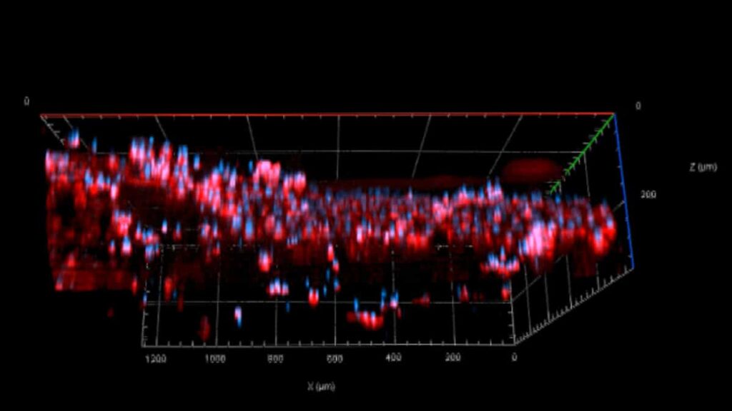 Investigadora de UTEC desarrolla técnica para mejorar la bioimpresión 3D en músculos artificiales