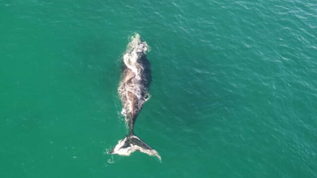 ¿Cómo proteger a las organizaciones del Whaling?