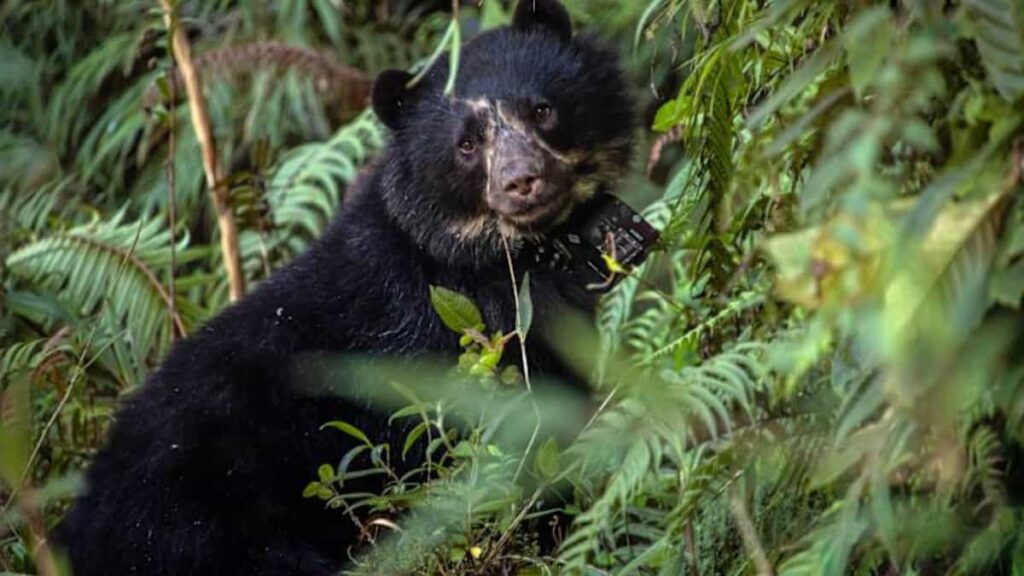 National Geographic usa la tecnología de cámaras con collar para conocer el mundo de los osos andinos