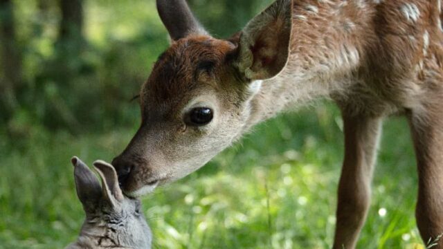 Bambi: Una aventura en el bosque